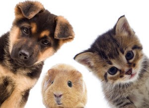 Pet Friendly Student Apartments | The Standard at Boone Pet Friendly Student Apartments | The Standard at Boone